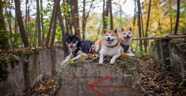 Ethereum’s Vitalik Buterin to advise the Dogecoin Foundation