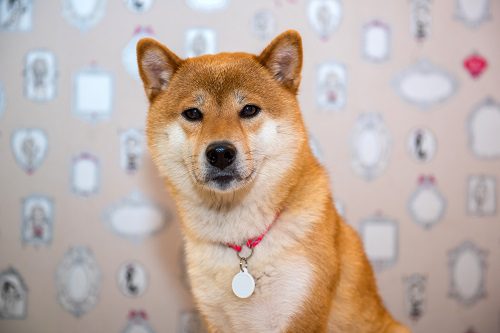 Shiba Memu's presale and SEC's latest Bitcoin ETF news